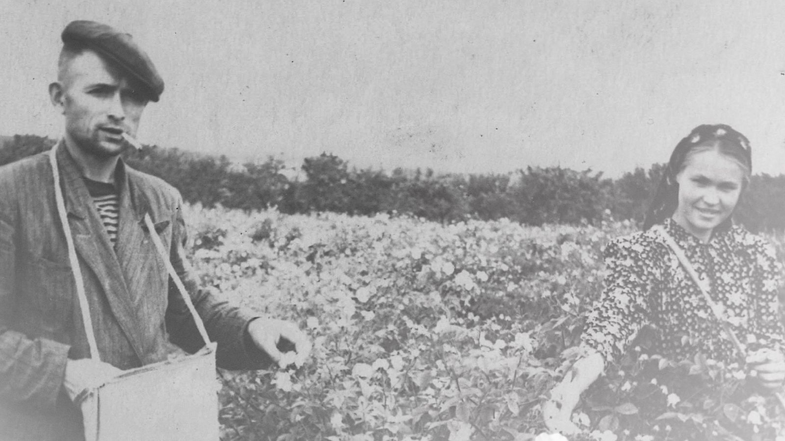 Крымская Роза